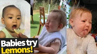 Babies Try Lemons For The First Time Compilation 2019