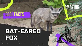 Bat-eared Fox facts | Amazing Animals
