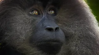 This Alpha Male Macaque Has Made a Risky Decision