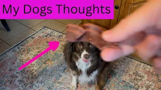 Purina Beggin' Strips Review