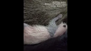 Moscow Zoo shows one-week-old giant panda cub - first born in Russia