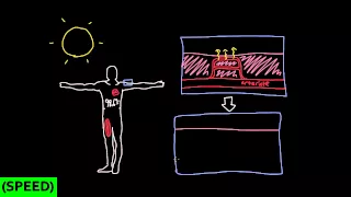 [SPEED] Thermoregulation in The Cardiovascular System