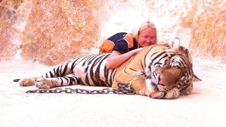 1  день из жизни Тигриного монастыря ( 1  day of  life of Tiger Temple)