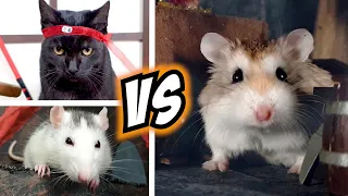 Epic HAMSTER vs EVIL CAT MOVIE with real life ANIMAL ACTORS 🐹😼