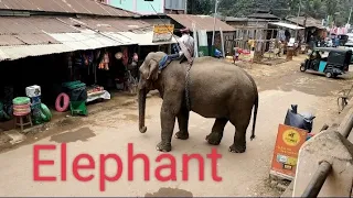 elephant @Youtub vairal video#sumandebnath6836