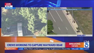 Crews working to capture wayward bear in Castaic