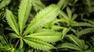 Marijuana legalization eyed by Pennsylvania lawmakers