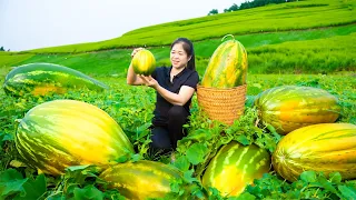 Harvest Honeydew Melon Goes To Market Sell | Live With Nature | Song Minh Bushcraft