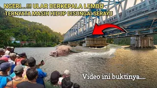 Ngeri.! ular berkepala lembu masih hidup di sungai Serayu, video ini buktinya.....