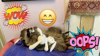 Unrealistically cheerful raccoon Marcel.Video from Zoo Home Channel