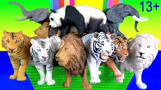 Big Cat Week 2020 -  Lions, Tigers, White Lion, White Tiger, Elephants and Panda 13+