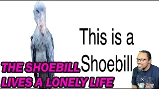 REACTION: YOUR LIFE AS A SHOEBILL @Jamestoland