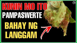 BAKA MAKAKITA KA NG BAHAY NG LANGGAM  KUNIN AT MAINAM NA GAMITING PAMPASWERTE | Bhes Tv