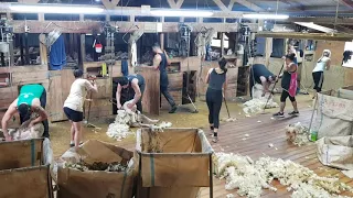 Sheep shearing at Kotu Station Tinui Nz 2019