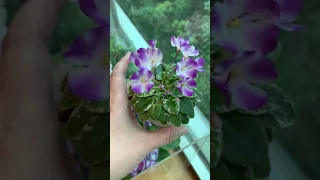 African Violet - lil Ballerina