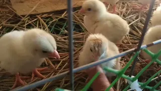 pag bo brooding sa cage type mas madali at mas maganda ang result. zero mortality pa up to 2nd day