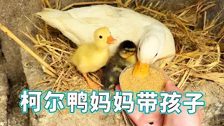 [Cole Duck Raising Baby Collection] There are quite a few little Cole Ducks hatched recently. They