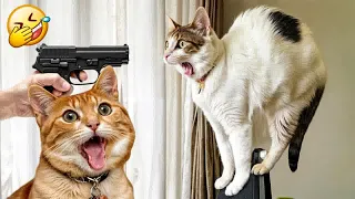 Funniest Cats And Dogs Videos😂- Best Funny Animal Videos 2024😹🐶Part 15