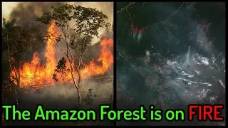 The Amazon Forest is on FIRE