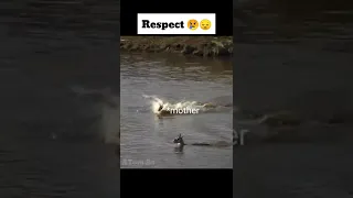 Mother deer save her baby from crocodile