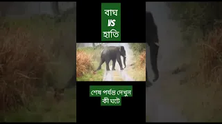 Tiger vs Elephants #facts #shortvideo #scary