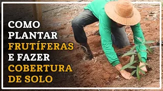 Dicas práticas sobre plantio sem irrigação e cobertura de solo