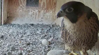 FalconCam Project~Indigo in X out! Dinner for Indigo, but he's not hungry~7:22 p.m.  2022/11/21