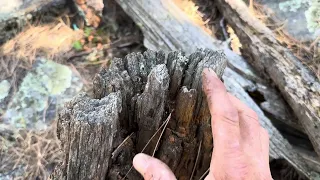 Biblical Tree Remains, The Cedar Remains