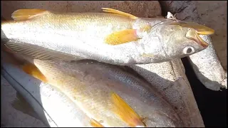 A PESCARIA DE MALHADEIRA FOI TOP MUITOS PEIXES!!!