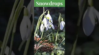 Snowdrops