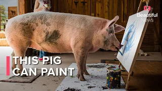 Beautiful News | Step aside Pablo. Meet Pigcasso