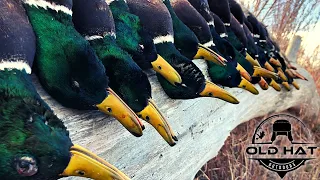 Remote Mountain River LOADED with Mallards (last hunt of the season)
