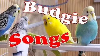 12 Hr Happy Parakeets Sing Playing & Eating, Cute Budgies Chirping. Reduce Stress of lonely Birds