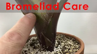 Bromeliad Propagation and Care Update with progression.  Keeping leaves clean and flowering.