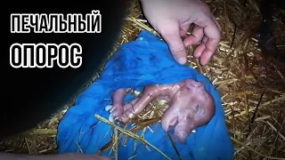 МЕРТВЫЕ ПОРОСЯТА | ПОЧЕМУ ТАК | ПЛАЧЕВНЫЕ РОДЫ