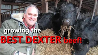 growing delicious Dexter beef: getting the details right