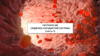 Гистология Сердечно-сосудистой системы (часть 1)