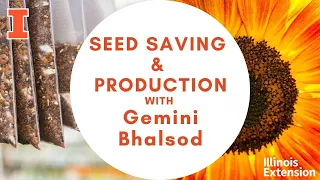 Talking Seed Saving and Seed Production with Gemini Bhalsod #Good Growing