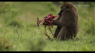 Baboon eating gazelle by Granit Hyseni on our trip in Maasai Mara, Kenya