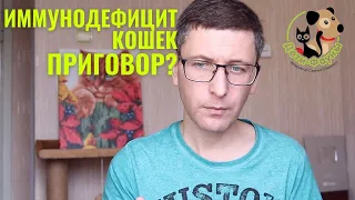 Иммунодефицит (ВИК) кошек | Как кошка заражается | Симптомы | Что делать, чтобы не заболеть ВИК?