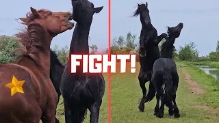 Fighting, playing, arguing is what Rising Star⭐ and friends are doing... | Friesian Horses