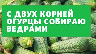 ОГУРЦЫ ЗАВАЛЯТ УРОЖАЕМ, ЕСЛИ ИСПОЛЬЗОВАТЬ ЭТИ СЕКРЕТЫ