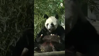 Moscow Zoo opens outdoor enclosure for giant panda cub