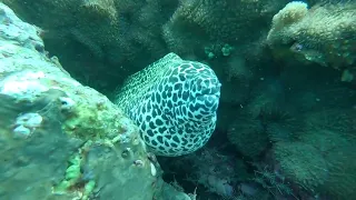 Honeycomb Moray Eel | මොරේ ආඳා