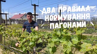 Перше нормування пагонів винограду !