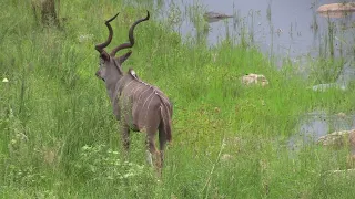 Kudus Grazing