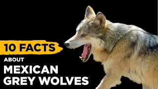 10 Fascinating Facts About Mexican Grey Wolves (‘El Lobo’)