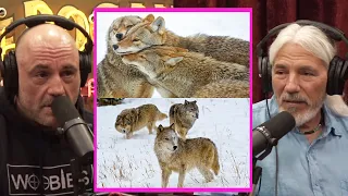 Wolves vs Coyotes - Who is MORE Intelligent? | Joe Rogan & Dan Flores #jre