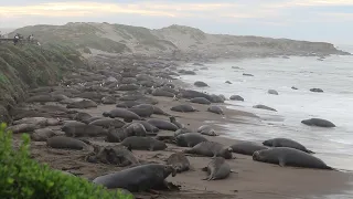 Tsunami on the 15th of January, 2022, attacks elephant seal community