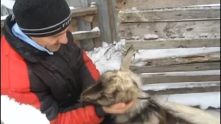 Какого нужно покупать козла для коз.Зачем нужен свой козел.Ответы бывалого.